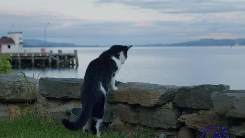 A curious black and white cat climbs and walks along a stone wall overlooking a tranquil sea at twilight