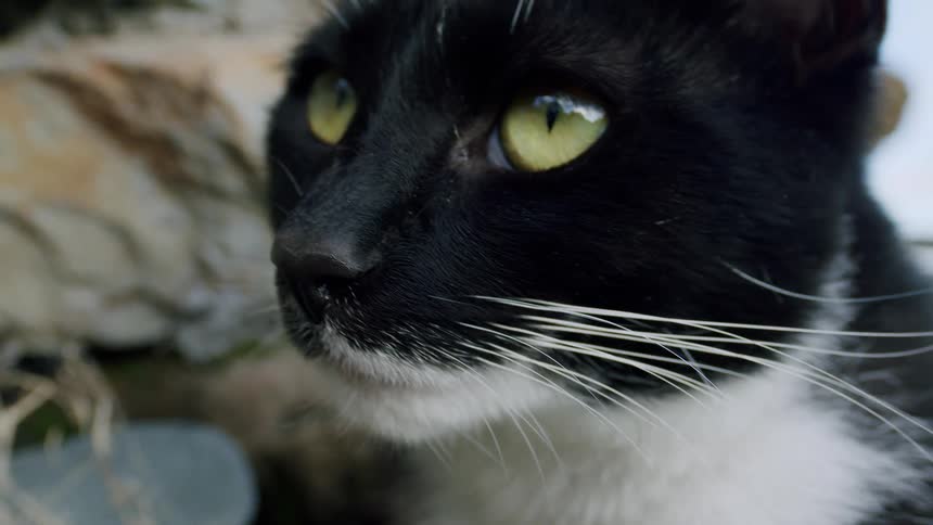 A striking macro shot of a black and white tuxedo cat's face shows its bright green eyes looking curiously around