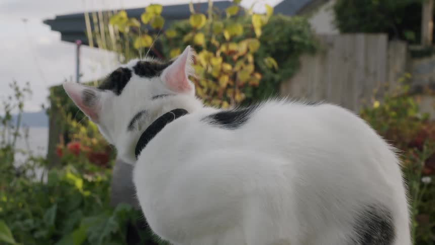 Slow motion close up of a beautiful white and black domestic cat licking its lips while sitting in a sunny garden