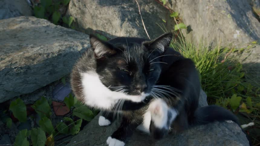 A black and white tuxedo cat scratches an itch on its neck with its hind leg in slow motion