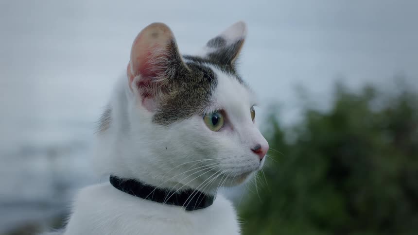 A curious white and grey cat with a black collar stares intently at something off-camera before darting away