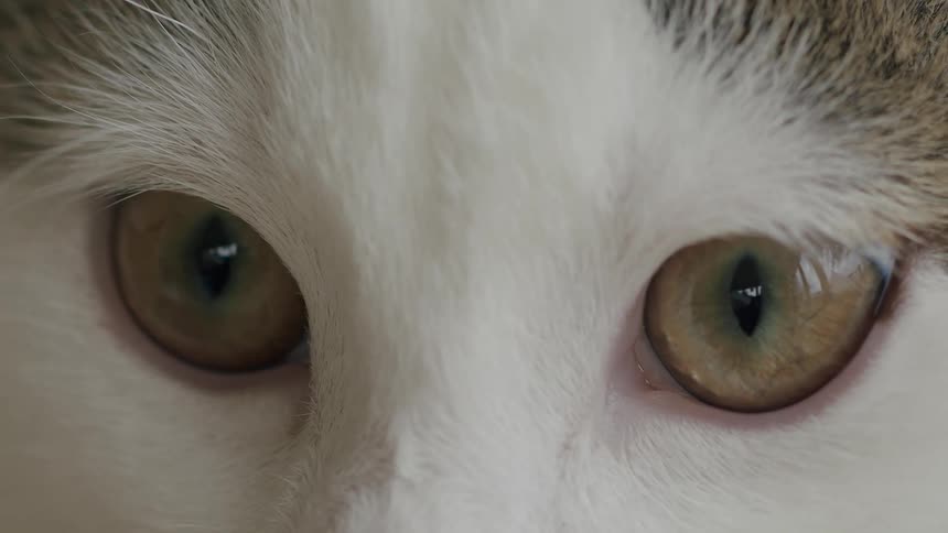 A detailed macro view of a feline's beautiful and focused green-brown eyes
