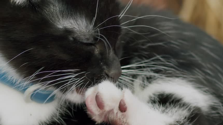 A super slow-motion extreme close-up shows a cute black and white tuxedo kitten licking its nose and then grooming its tiny paws