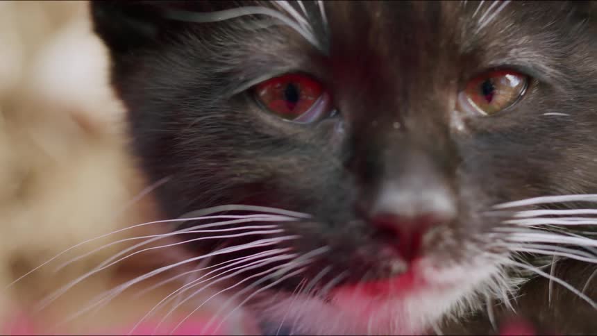 An extreme close-up shot of a sleepy black and white kitten with tired, reddish eyes yawning and slowly closing its eyelids