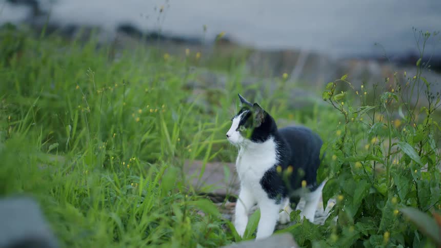 An alert black and white cat stands in the tall grass before leaping forward in slow motion
