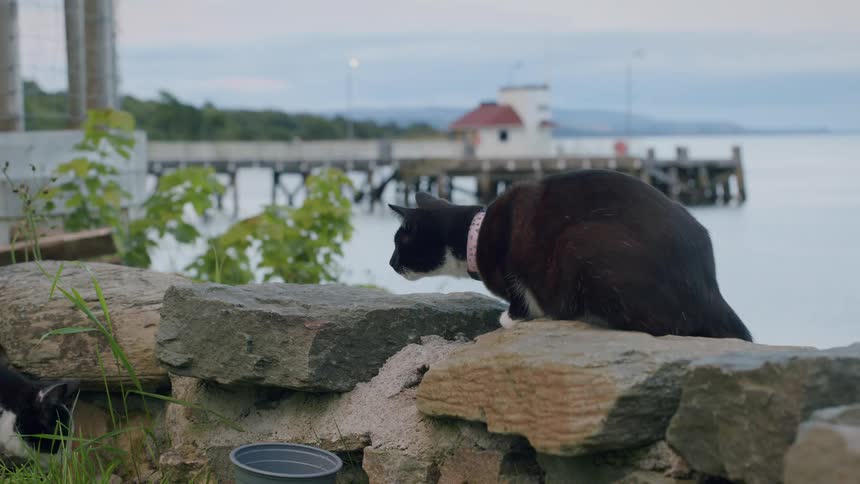A black and white cat with a pink collar sits on a stone wall by the sea before getting startled and jumping away in slow motion