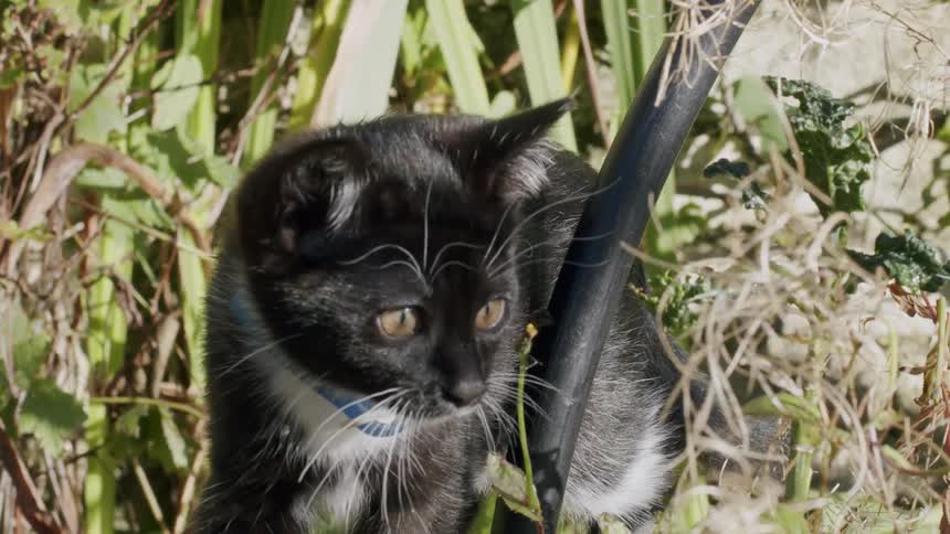An adorable black and white kitten with a blue collar curiously explores a sunlit garden in slow motion