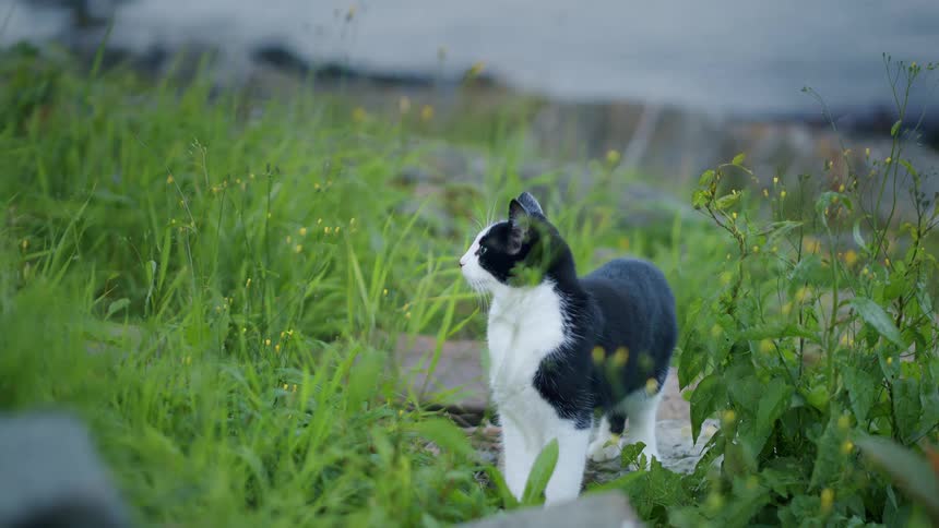 A beautiful black and white cat with striking green eyes stands alert in a lush patch of green grass and weeds, attentively looking around