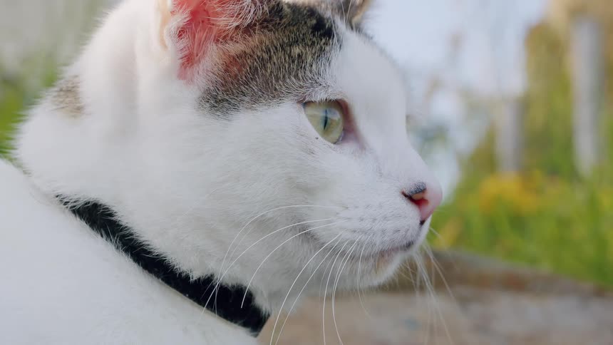 A serene close-up of a white and tabby cat with green eyes sitting peacefully outdoors before walking away