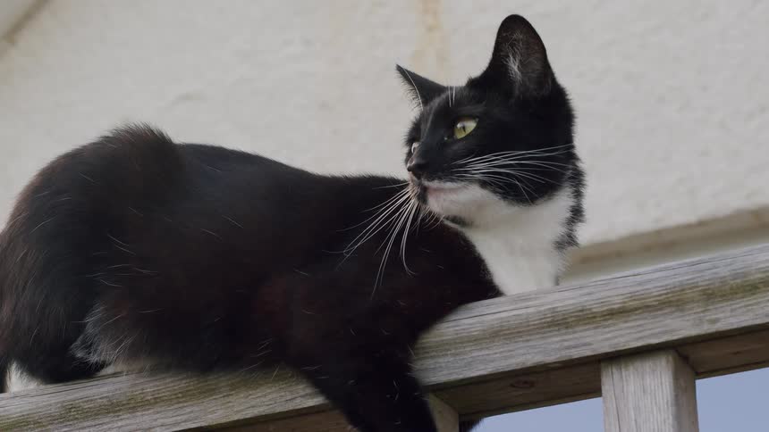 A black and white tuxedo cat rests lazily on a weathered wooden railing before suddenly losing its balance and falling off