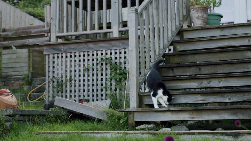 A black and white cat wakes up on wooden stairs, stretches, and gracefully walks down into the backyard in slow motion