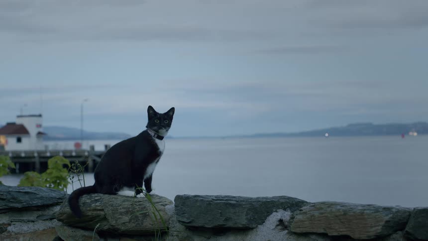 A black and white cat sits on a stone wall and grooms itself with a calm ocean and pier in the background at dusk