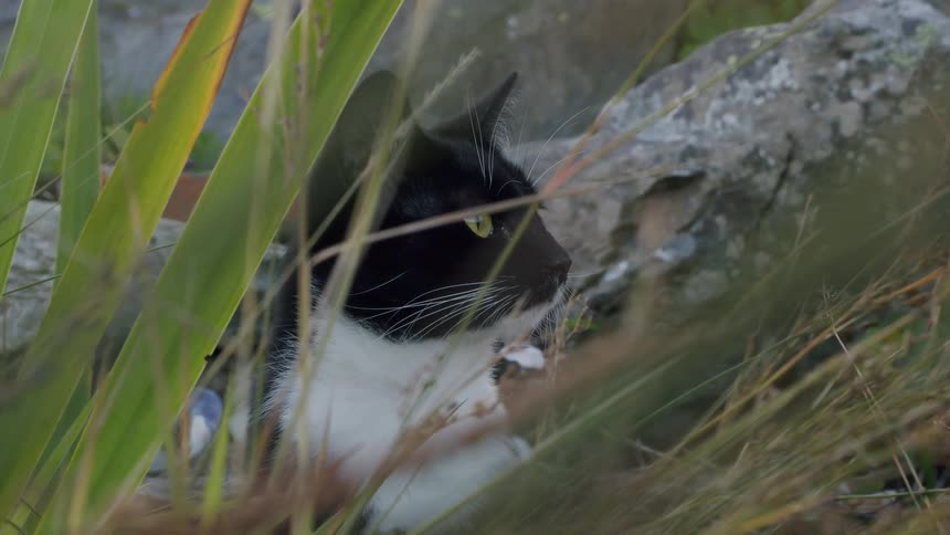 A black and white cat with bright yellow eyes sits still in tall grass next to rocks before walking away