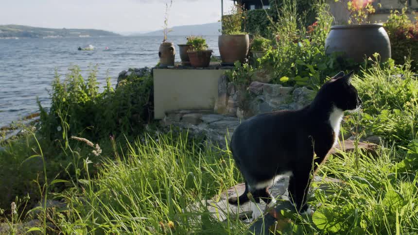 Slow motion of a black and white cat walking through a lush green garden overlooking the water on a sunny day