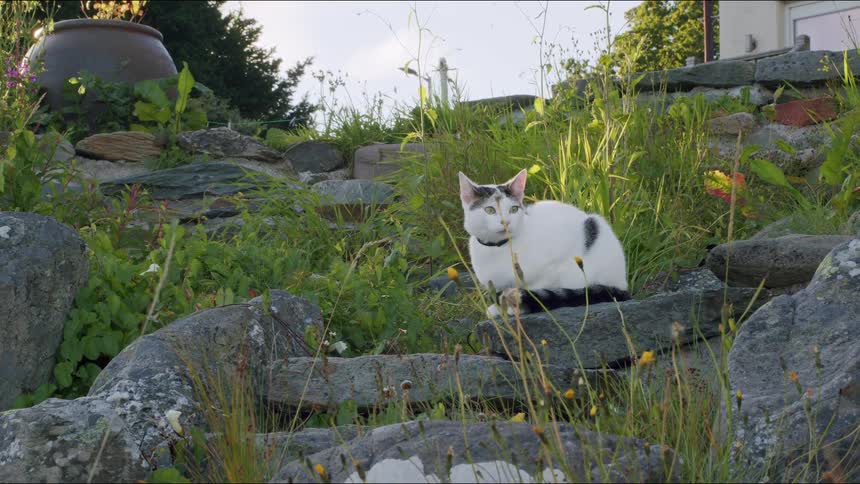 An alert calico cat with a black collar sits peacefully among the rocks and tall grass of a rustic garden