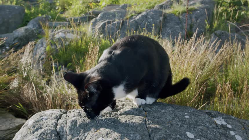 A curious black and white tuxedo cat cautiously walks towards the camera over a sunlit rock in slow motion