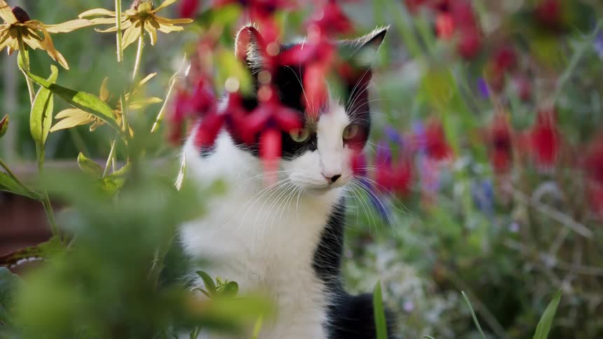 A curious black and white cat sits among vibrant red and yellow flowers in a sunlit garden