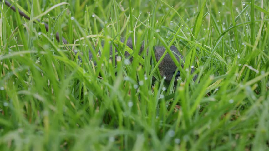 A small gray vole hides in the lush green grass covered in morning dew