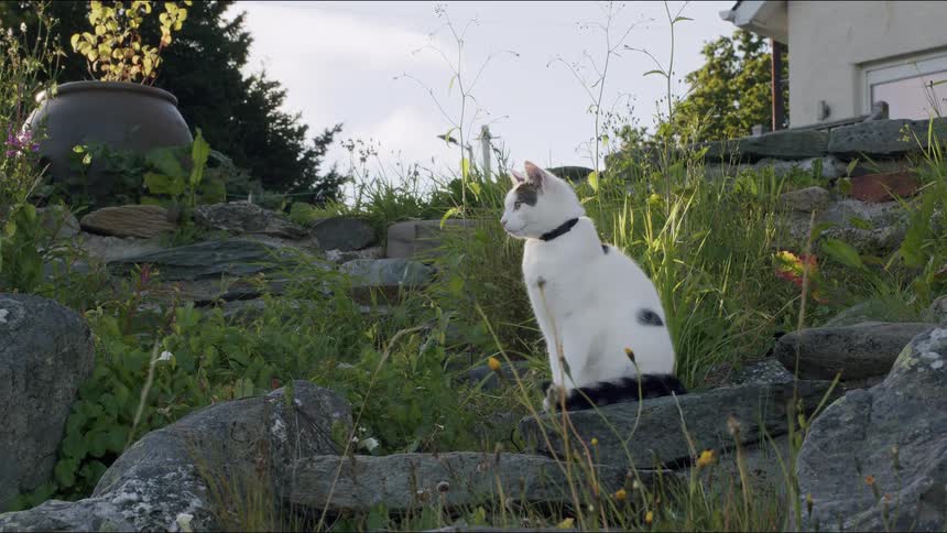 A calm white cat with a black collar rests on a stone step in a sunlit garden