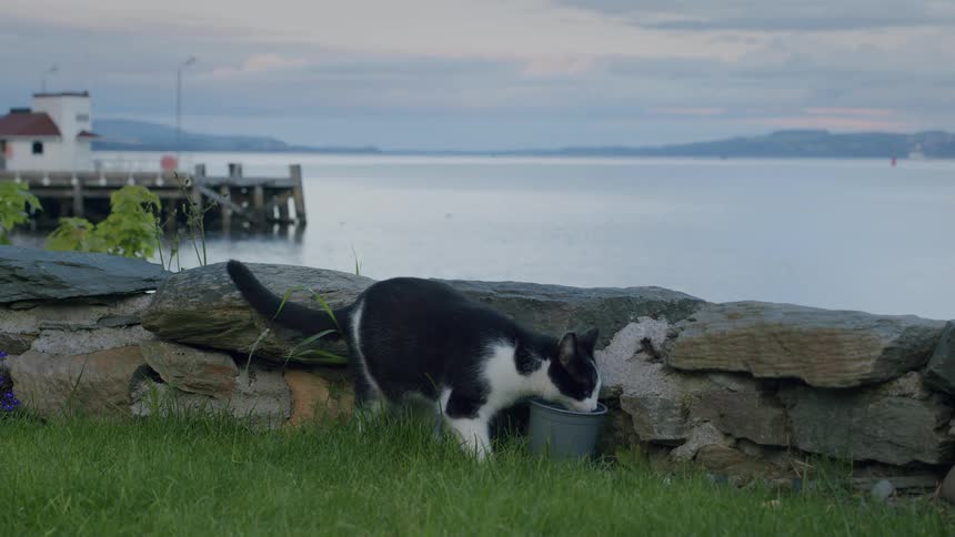 A black and white cat carefully jumps off a stone wall to drink from a pail by the tranquil sea at dusk