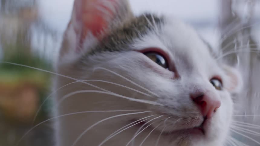 A dreamy low-angle close-up shot of a curious white and tabby kitten's face coming into focus