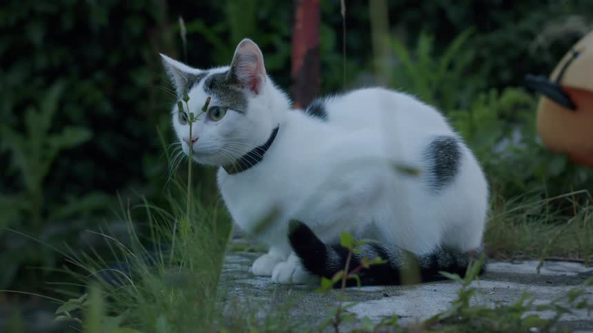 An alert white and black domestic cat with a collar sits on a stone path in a lush garden, watching intently