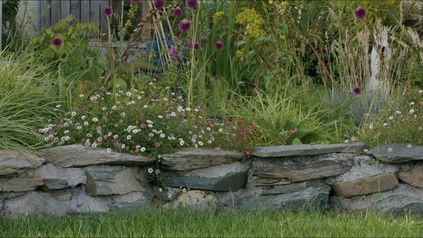 A white cat with black spots explores a vibrant flower garden bordered by a rustic stone wall