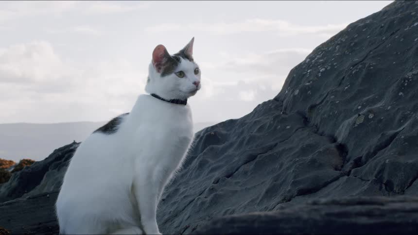 A beautiful white and grey domestic cat sits on a dark rock by the coast and then walks off-screen