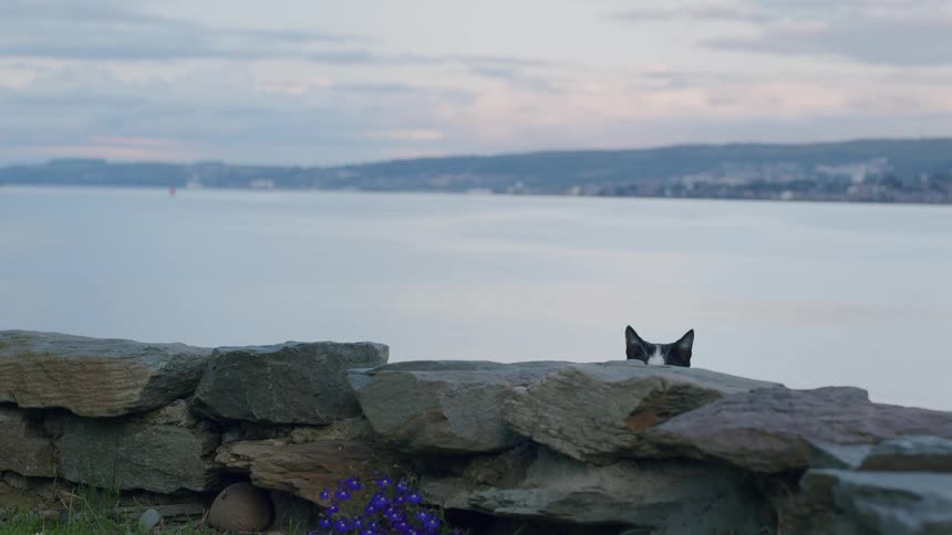 A curious black and white cat peeks over a stone wall before jumping on top of it in slow motion by the water