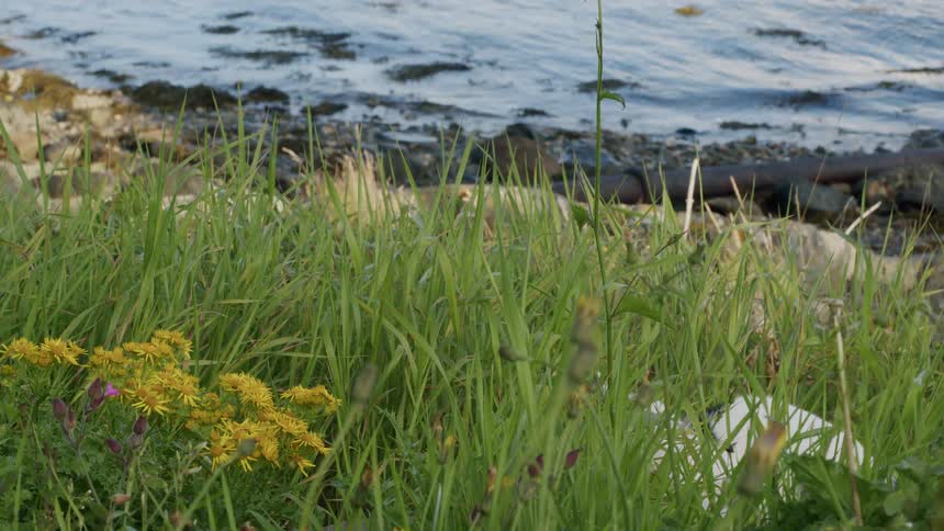 A black and white cat walks through tall green grass and yellow wildflowers by the rocky shoreline of the ocean