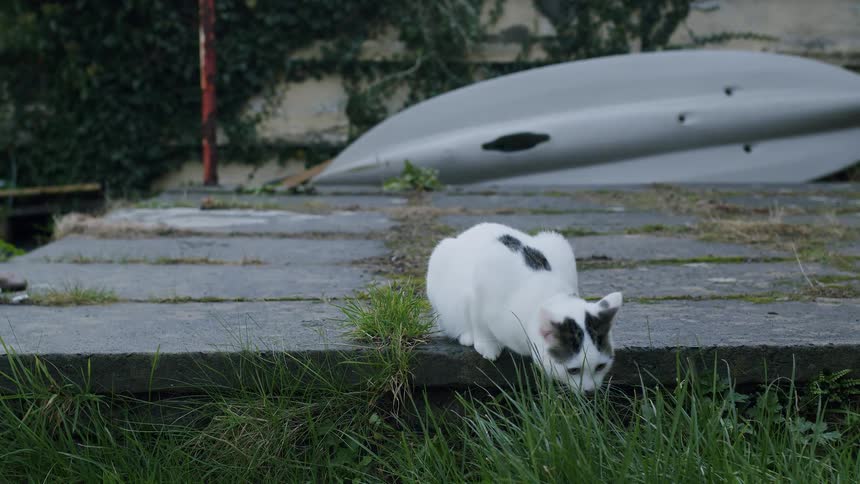 A cute white kitten with black spots sits on a stone ledge and eats fresh green grass in a backyard in slow motion