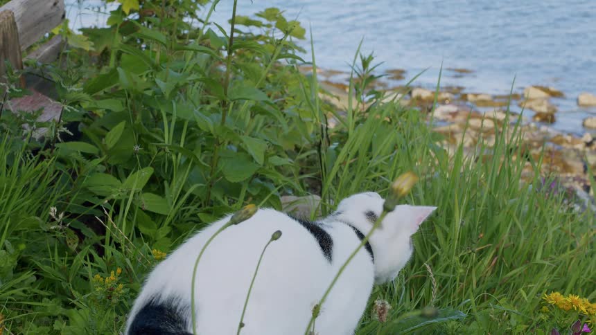 A playful black and white cat pounces in the tall green grass overlooking a rocky shoreline