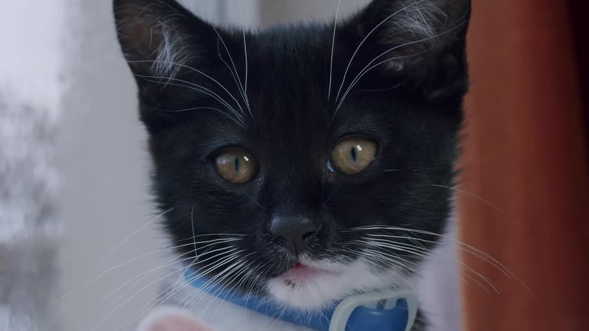 Extreme close-up of a cute black and white kitten with a blue collar looking around with curiosity in slow motion