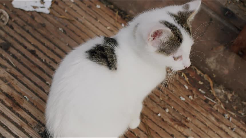An adorable white and grey patched kitten with a blue collar looks up and meows while sitting on a wooden deck in slow motion