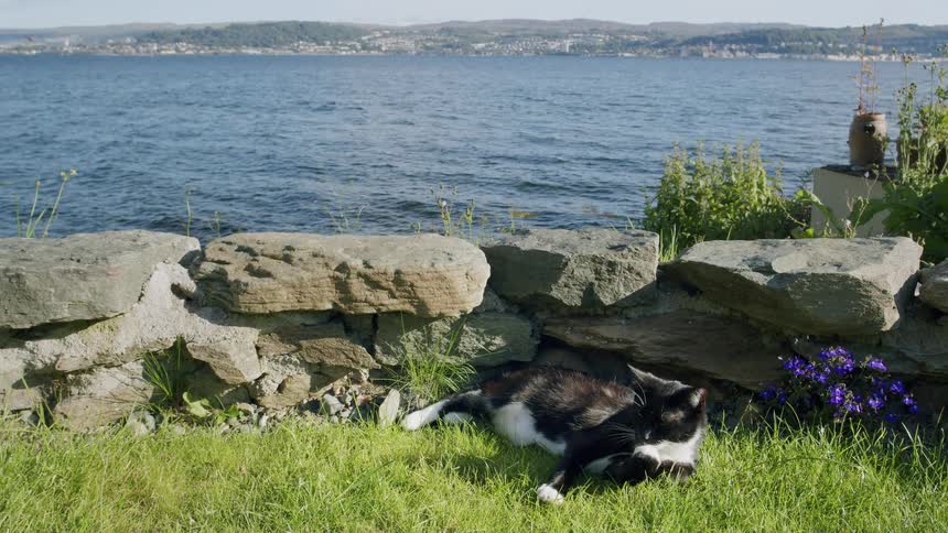 A black and white cat relaxes in the sunny grass beside a stone wall, grooming itself before walking away with a scenic loch in the background