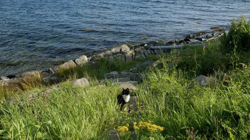 A black and white cat sits in tall green grass on a rocky shoreline before walking away from the camera