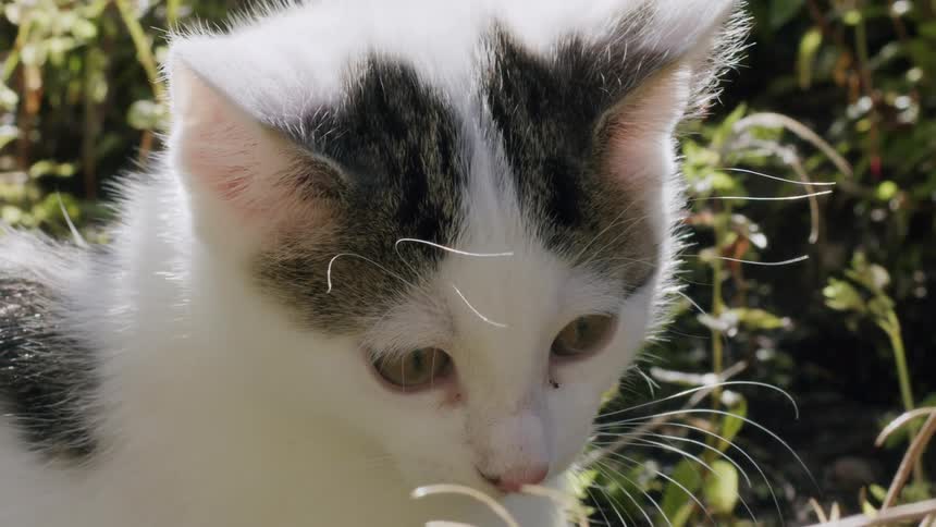A close-up slow-motion shot of a beautiful white and grey kitten with a blue collar relaxing in a sunny garden