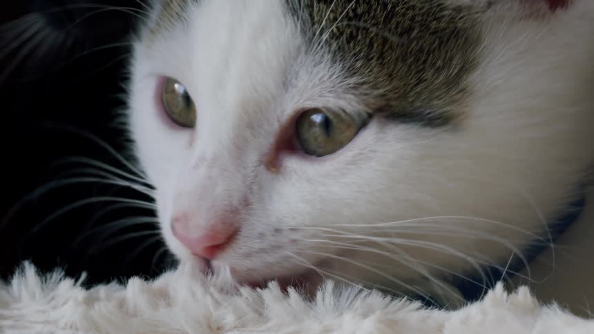 Extreme close-up of a sweet kitten's face as it contentedly licks and suckles on its soft white bed in slow motion