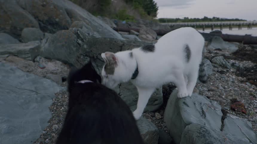 A curious white cat with black spots cautiously explores a rocky shoreline at dusk, meeting a black cat before walking away