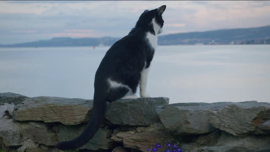 A serene black and white cat sits on a stone wall looking out over the water at dusk before turning to look at the camera