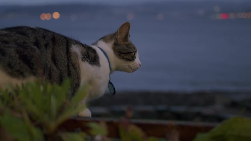 A calm tabby cat in slow motion curiously watches the ocean at dusk with city lights in the background