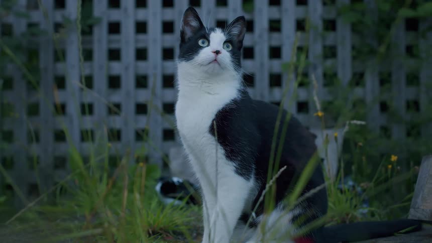 A black and white tuxedo cat sits attentively in a grassy yard and curiously looks around at dusk