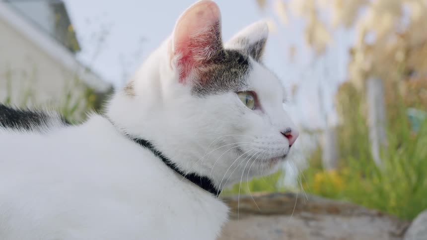A focused white and tabby cat sits in profile, looking off-camera with intense concentration in a sunlit garden