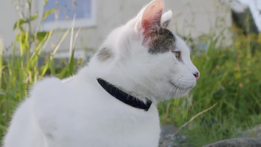A slow-motion close-up of an alert white and black cat with green eyes sitting outdoors in a sunny garden