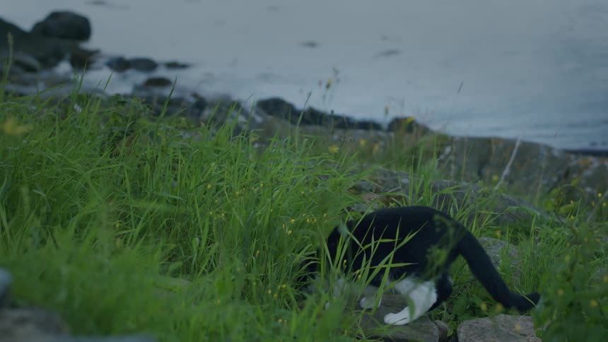 A black and white tuxedo cat explores the tall green grass on a rocky shoreline at dusk