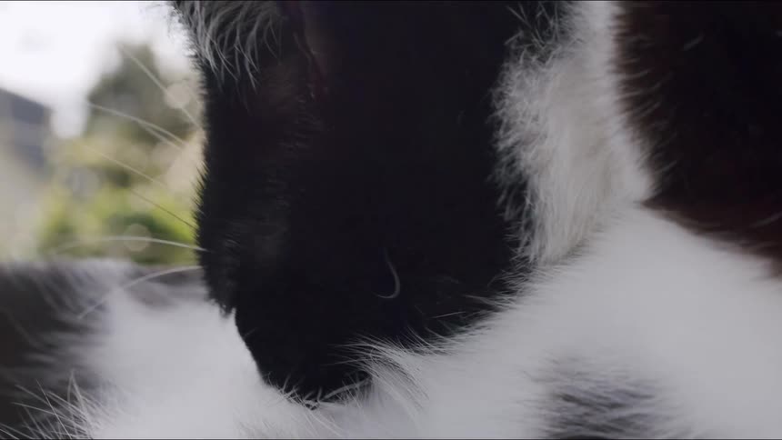 A domestic black and white cat meticulously grooms its fur in an extreme close-up slow-motion shot