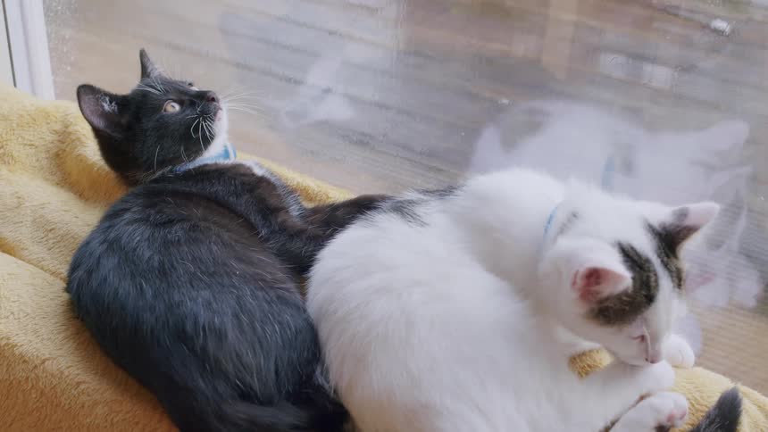 Two cute kittens, one black and one white, cuddle and play together on a soft yellow bed by a window