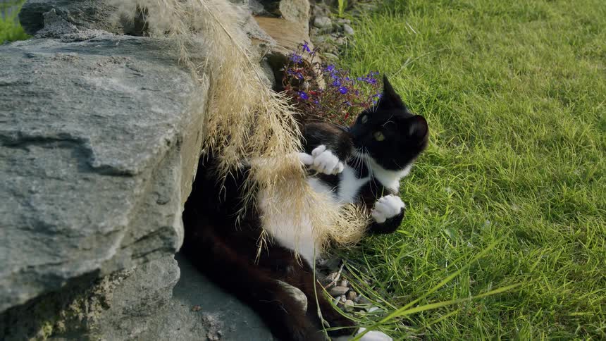 A playful black and white tuxedo cat lies on its back in the grass and bats at a fluffy stalk of pampas grass in slow motion