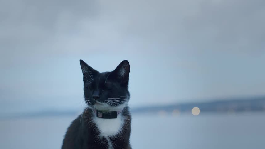 An adorable black and white tuxedo cat with a pink collar sits and grooms itself with a blurry body of water in the background
