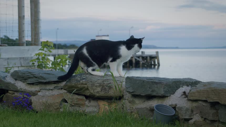 A curious black and white cat sits on a stone wall, looking out over the water towards a pier at dusk